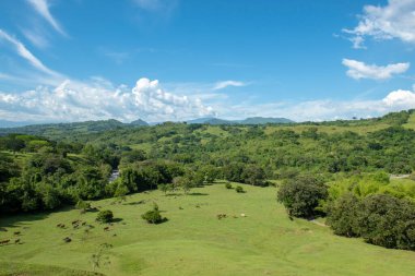 Güneşli bir günde tarlada sığırlar. Tamesis, Antioquia, Kolombiya. 