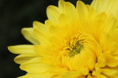 Sarı çiçeğin çiçek açması