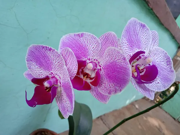 Orchidea Kwiat Ozdobny Roślina Zdjęcie — Zdjęcie stockowe