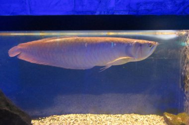 Gümüş arowana, Osteoglossum bisiroz, vücudun ön kısmı, akvaryum tankında yüzüyor, mavi bir arka planı var. Kemik dilli balıklar, Asyalı Arowana balıkları