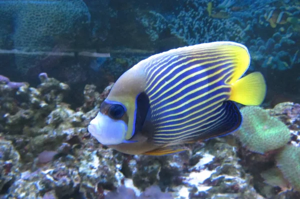 Emperador Angelfish Pomacanthus Imperator Marine Angelfish Tropical Fish Pez Ángel — Foto de Stock