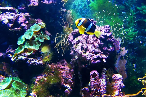 Colorido Arrecife Coral Fondo Del Mar Tropical — Foto de Stock