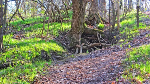 Roots Tree Can Seen Foot Hill Spring Earth Young Grass — Stock Photo, Image