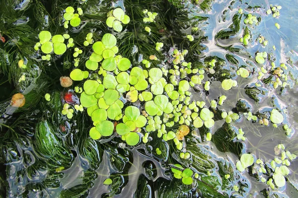 Lemna minor, the common duckweed or lesser duckweed, is a species of aquatic freshwater plant in the subfamily Lemnoideae of the arum family Araceae on image