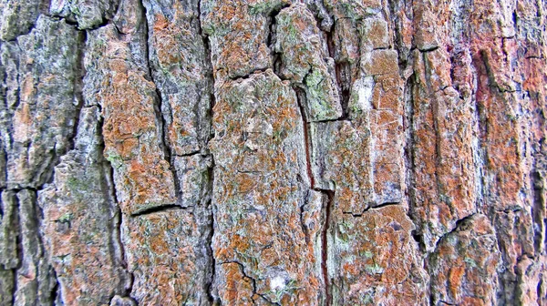 近くにカエデの木の樹皮 茶色の色で 赤いさびで覆われた昨年の苔 冬の木だ 樹皮の質感 木の樹皮の深いうつ病 — ストック写真