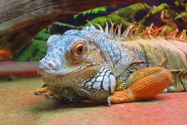 Resimde: Kırmızı Iguana size yakından bakıyor. Amerikan iguanası olarak da bilinir. Büyük, ağaçsı, çoğunlukla otobur bir kertenkele türüdür.