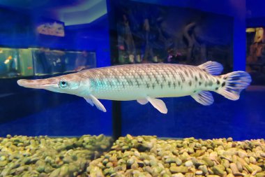 Perde ayaklı Avustralya hayvanı hayvanat bahçesinde yayın balığı. Lepisosteus platyrhincus.