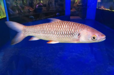 Akvaryumdaki kırmızı yüzgeçli puro köpekbalığı iyi görünüyordu. Puro köpekbalığı, çılgın balık. Tatlı su köpekbalıkları. Leptobarbus rubripinna. Tayland, Laos, Kamboçya, Vietnam.