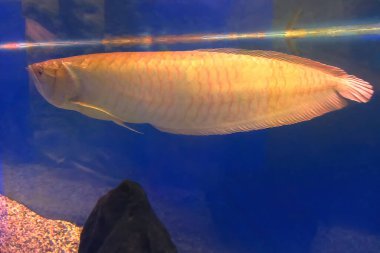 Görüntü: Arkadan gümüş arowana, vücudun ön kısmı Osteoglossum bisirozu, akvaryum tankında yüzüyor, mavi bir arka planı var. Kemik dilli balıklar, Asyalı Arowana balıkları