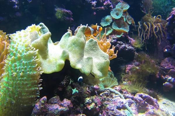 Wonderful Close Macro Image Ever Popular Western Clownfish Its Host — Stock Photo, Image