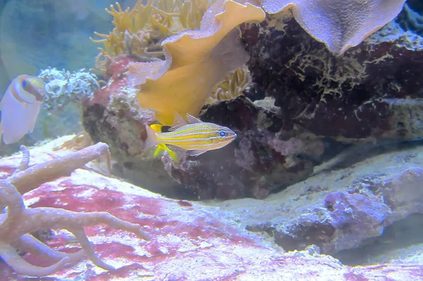 Cardenalfish Rayas Amarillas Cianosoma Apogónico Coral Amphiprion Acuario — Foto de Stock