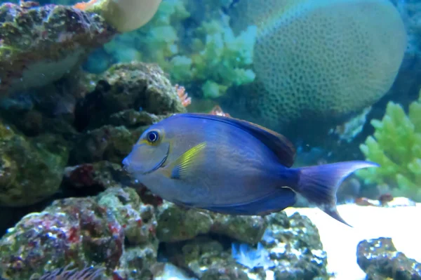 Πολύχρωμα Τροπικά Ψάρια Sohal Surgeonfish Acanthurus Sohal Sohal Tang Υποβρύχια — Φωτογραφία Αρχείου