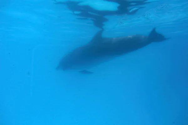 Dauphin Nageant Sous Eau Dans Les Profondeurs Bleues Piscine Dauphins — Photo