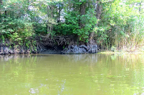 Nehrin üzerine eğilmiş ağaç dalları olan yeşil nehir kıyısı. Güneşli bir yaz gününde sudan alınmış. Güneşli bahar gününde nehrin kıyısındaki ağaç