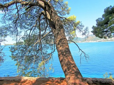 Karadağ 'ın Sveti Stefan kenti yakınlarındaki çam ağaçları tarafından çerçevelenmiş mavi Adtiyatik Denizi ve dağlarının çarpıcı manzarası