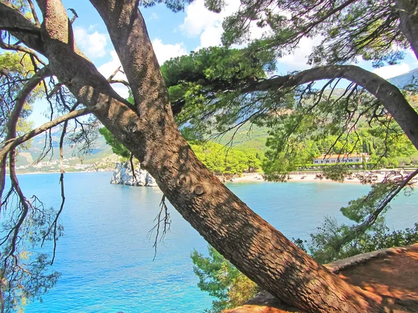 在斯维提 斯特凡 Sveti Stefan 图像附近 蓝色的Adtiatic海和被松树围成的群山上令人惊叹的景观 — 图库照片