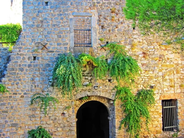 Green Vegetation Wall Ancient European Castle Shrubs Stone Wall Gate — стокове фото