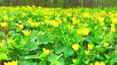 Rüzgarda dalgalanan sarı çiçeklerle dolu güzel bir tarla. Parlak sarı daha az celandin çiçekleri, rüzgarda titreyen, yukarıdan görünen - Ficaria verna