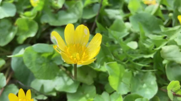 Яскраво Жовті Маленькі Квіти Селінди Тремтячі Вітрі Вид Зверху Ficaria — стокове відео