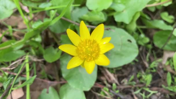 Bright Yellow Lesser Celandine Flowers Trembling Wind View Ficaria Verna — Vídeos de Stock