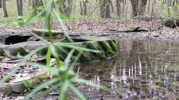 苔で覆われた車のタイヤは森の池にある 生態系の汚染 廃棄されたタイヤは 動物や植物の自然生息地として自然が使用しています — ストック動画
