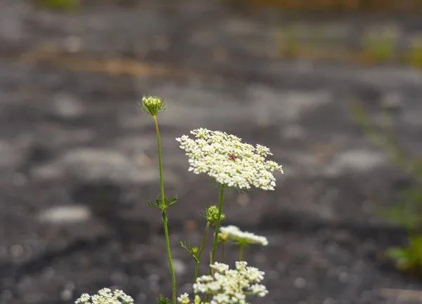 Close View Inflorescence Seseli Libanotis Also Known Moon Carrot Mountain — ストック写真