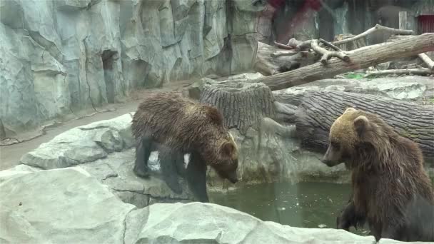 Two Bears Fighting Water Big Small Beras Play Zoo Pond — Stockvideo