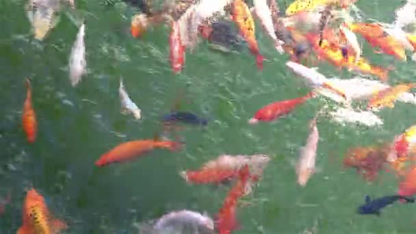 Золоті Коропи Кої Рибки Ставку Жовтий Оранжевий Чорна Риба Китайському — стокове відео