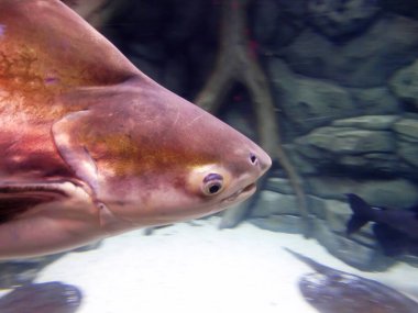 Pangasius doğal habitat Pangasianodon hipophthalmus 'ta yırtıcı balıklar.
