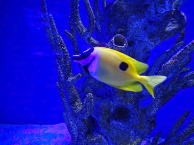 Siganus unimaculatus mercan resifinde yiyecek yosun bulur. Benekli Tilki Surat.