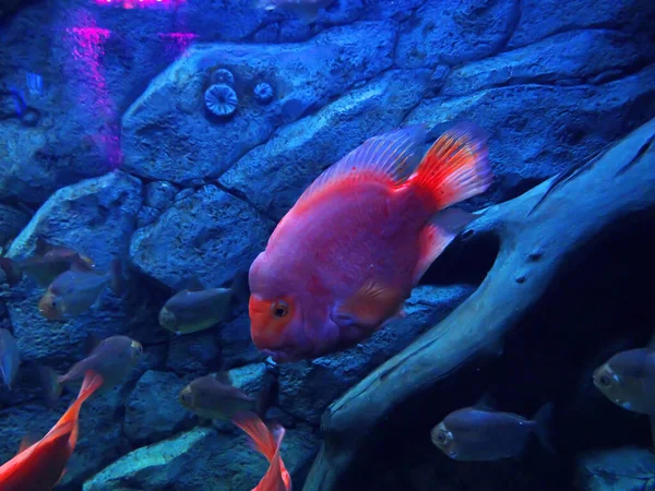 Red Fish Parrot Water Aquarium Closeup - Stock-foto