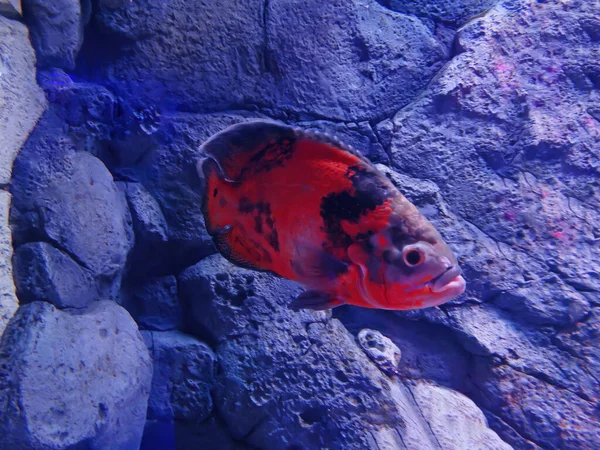 水族館の魚 チリの小惑星 またはオスカー 淡水魚 アストロノータス ティグリス 鮮やかなオスカー魚は南米の淡水魚 — ストック写真