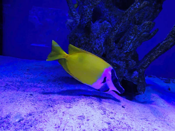 Одно Пятнистое Лисичное Лицо Siganus Unimaculatus Ищущее Водоросли Еды Коралловом — стоковое фото