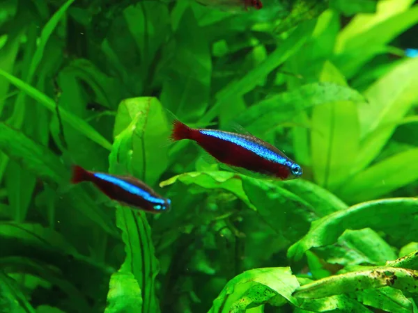 Cardinal Neon Fish Aquarium Green —  Fotos de Stock