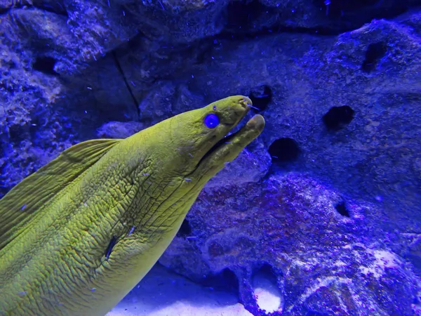 Морей Угорь Воде Желтая Морена Коралловых Рифах — стоковое фото