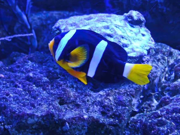 Чорно Білий Клоун Saddleback Clownfish Amphiprion Polymnus Акваріумі — стокове фото