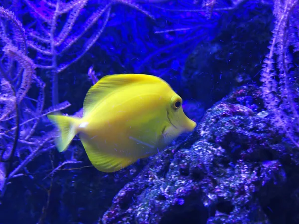 Yellow Tang Zebrasoma Flavescens Прекрасная Зебрасома Морской Водой — стоковое фото