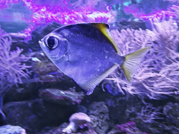 Monodactyl Silver Fish - Monodactylus argenteus close up.