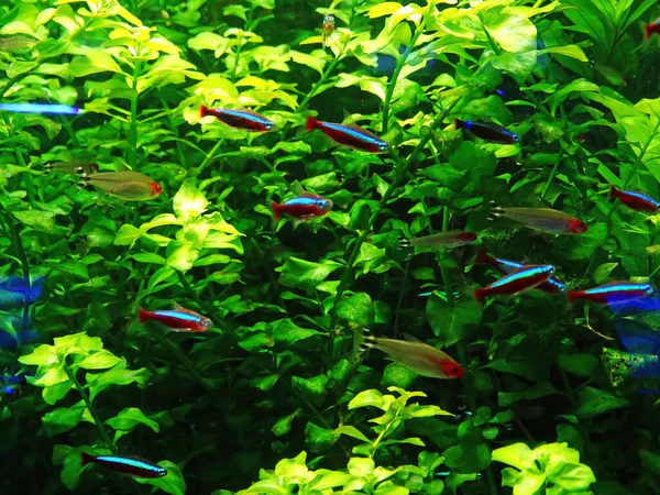 Kardynalska Neonowa Ryba Akwarium Zielonym — Zdjęcie stockowe