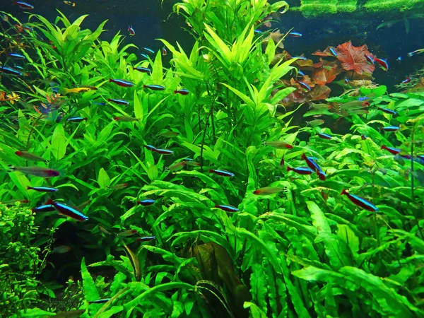 Cardinal Neon Fish Aquarium Green — Fotografia de Stock