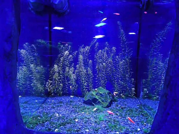 Mangrove aquascape akvaryumu betta tankı güzel bitki.