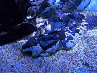 Freshwater aquarium fish, The clown loach from Sumatra and Borneo - chromobotia macracanthus.