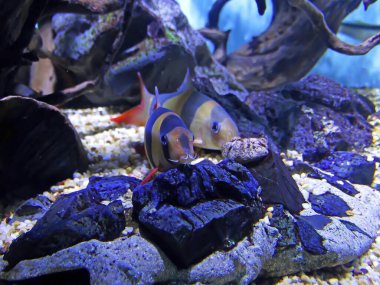 Freshwater aquarium fish, The clown loach from Sumatra and Borneo - chromobotia macracanthus.