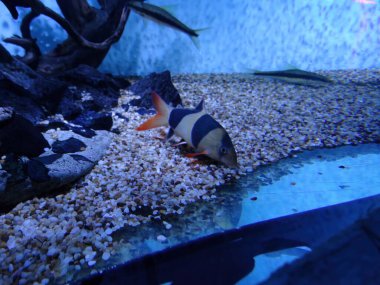 Freshwater aquarium fish, The clown loach from Sumatra and Borneo - chromobotia macracanthus.