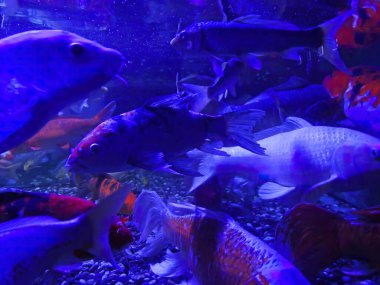 Kırmızı akvaryum balığı yakın plan. Kabarcıklı pembe bir zemin üzerinde akvaryumdaki Japon balığı..