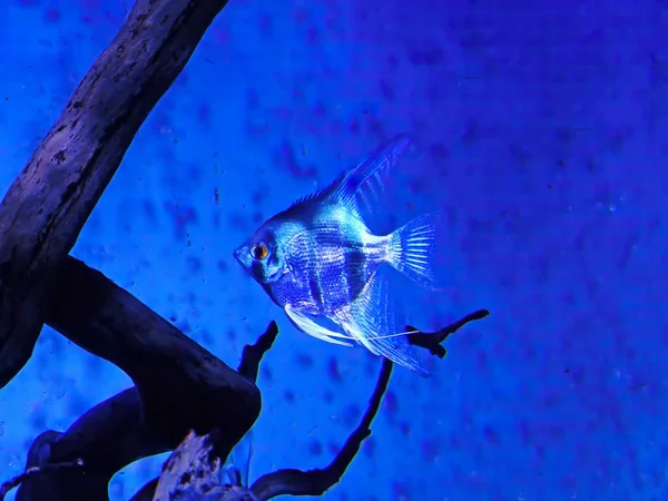 Ornamental Fish Scalaria Angelfish Pterophyllum Scalare Close — 图库照片