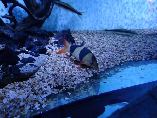 Tatlı su akvaryum balığı Sumatra ve Borneo 'dan palyaço loach kromobotia macracanthus..