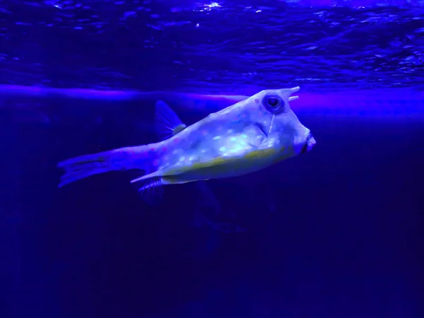 Тропическая Рыба Lactoria Cornuta Желтые Тропические Рыбы Аквариуме Синем Фоне — стоковое фото