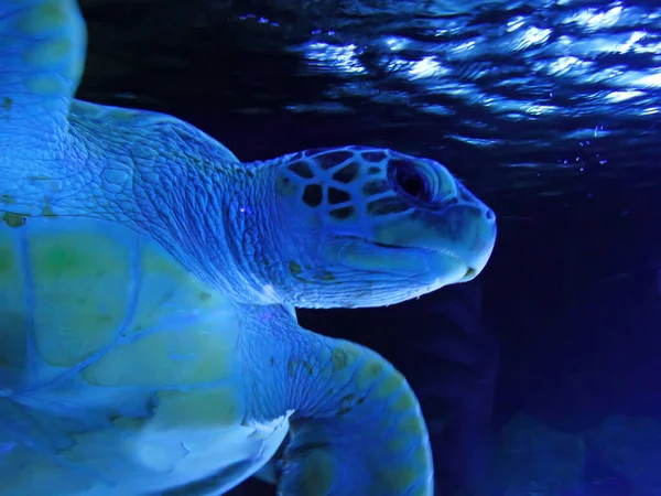 Close-up portrait of an aquatic animal sea turtle swimming near the surface of the water. Wildlife underwater shot.