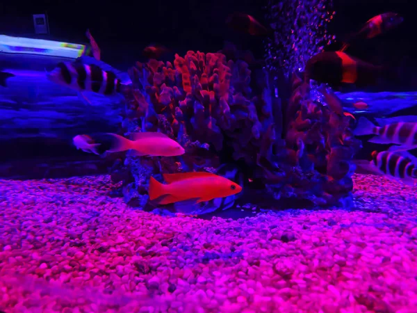 Magenta Dottyback Pictichromis Porphyrea Pseudochromis Porphyreus Beautiful Red Fish Blue — 스톡 사진